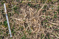 Bild zeigt eine Drogenspritze in der Wiese